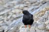 029_berner_oberland_jungfrau_region_DSC_8405.JPG