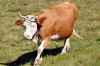 100_berner_oberland_jungfrau_region_DSC_8704.JPG