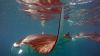 Dateiname=106_Safari_Island_manta1.jpg
Dateigröße=70KB
Abmessungen: 900x506
hinzugefügt am: 29. Februar 2016 106_Safari_Island_manta1.jpg