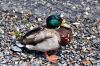 DSC_7087.JPG