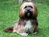 Lhasa_Apso_21508b_2.jpg