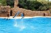 loro_park_teneriffa_DSC_0866_019.JPG