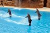 loro_park_teneriffa_DSC_0910_025.JPG