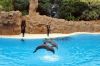 loro_park_teneriffa_DSC_0963_032.JPG