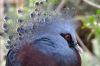 loro_park_teneriffa_DSC_1224_082.JPG