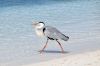 royal_island_137_0915.jpg
