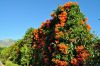 teneriffa_15_DSC_0304_010.JPG